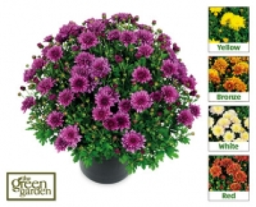 Chrysanthemum Bush £3.99