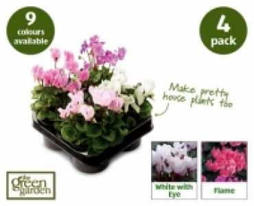 Cyclamen