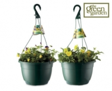 Viola/Pansy Hanging Basket