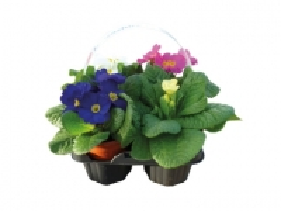 British Primroses