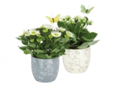 Flowering Plants in Ceramic Pot