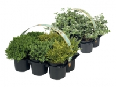 Evergreen Shrubs