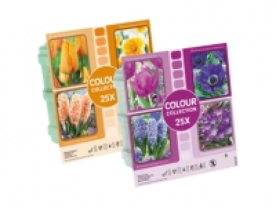 Colour Collection Flowering Bulbs