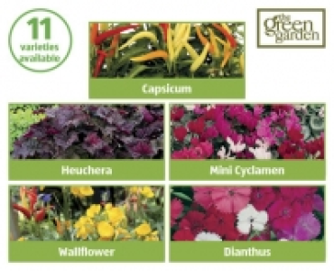 Autumn Premium Bedding Plants £3.99