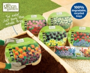 Flowering Bulbs in a Tray