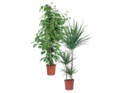 Large Green Houseplants £10.00