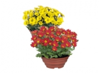 Chrysanthemum Planter £2.99