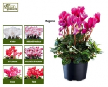 Cyclamen £2.49