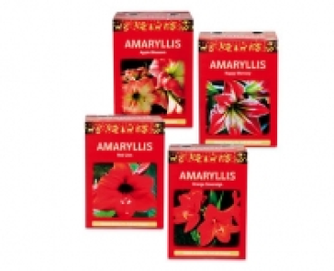 Amaryllis Gift Box
