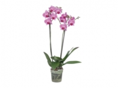 Twin Stem Orchid £6.99