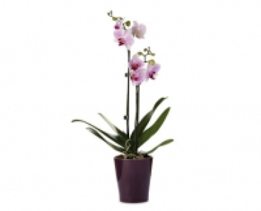 Double Stem Orchid