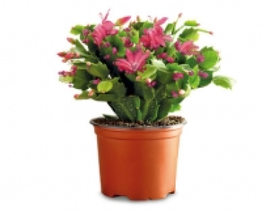 Christmas Cactus £3.49