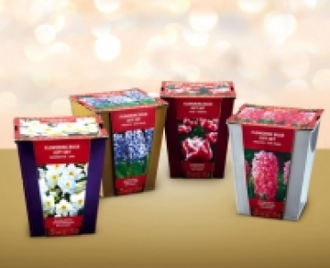Flowering Bulb Gift Set