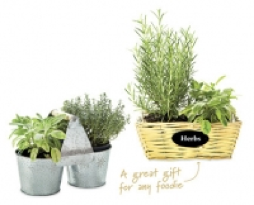 Herb Planter