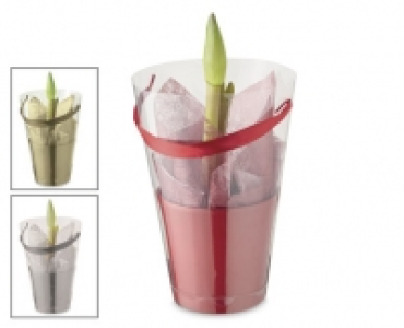 Amaryllis Gift Bag