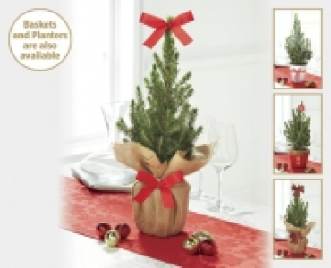 Mini Christmas Trees