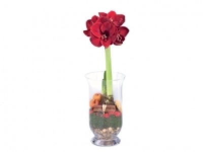 Amaryllis in Glass Vase £5.99