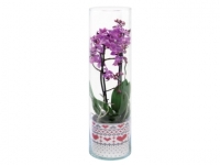 Lidl  Twin Stem Orchid in Glass Vase