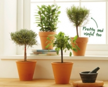 Herb Stems in Terracotta Pots