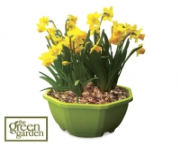 Spring Bulb Colour Planter