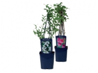 Ornamental Bushes £3.49