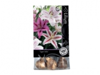 Premium Lily Bulbs £2.29