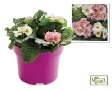 Outdoor Planter