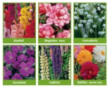 Summer Flowering/Perennial Bulbs