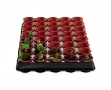 Seed and Cutting Tray