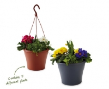 Alpine Planter/Hanging Basket