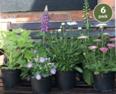 Perennials £3.99
