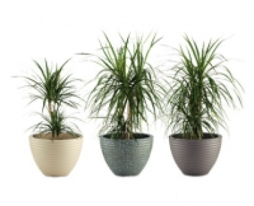 Honey Pot Planter