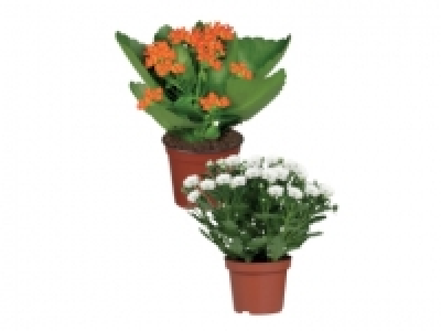 Flowering Plants £2.29