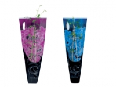 Clematis £3.99