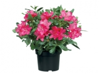 Rhododendron £6.99
