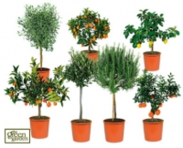 Mediterranean Plants £14.99