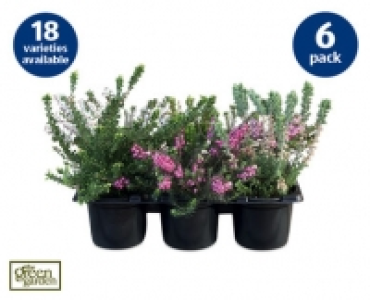 Spring Heather