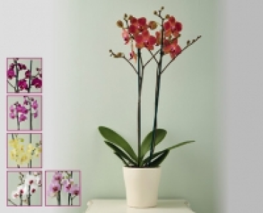Double Stem Orchid &pound;10.00