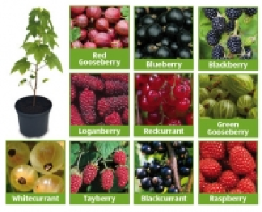 Fruit Bushes