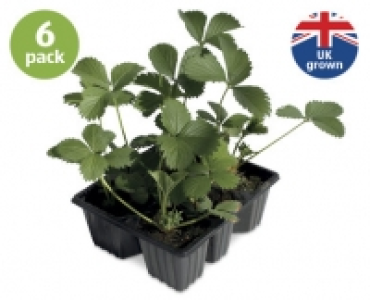 Strawberry Plants