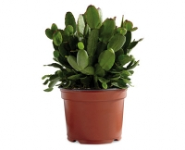 Easter Cactus