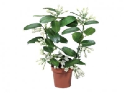 Stephanotis £5.99
