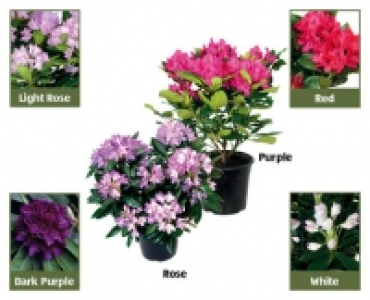 Aldi  Rhododendron