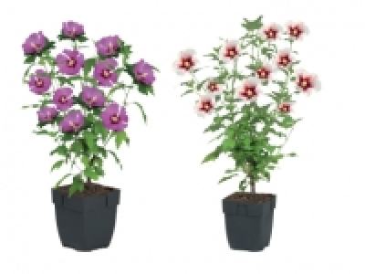 Hibiscus £2.99