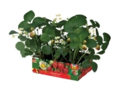 Strawberry Plants £2.99