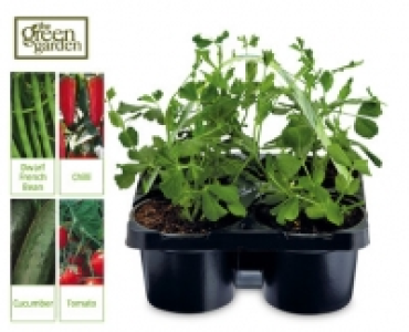 4 Pack Potted Vegetables