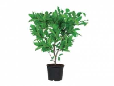 Magnolia £8.99