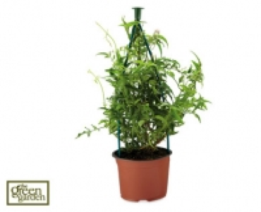 Hydrangea Tower/Jasmine Trellis