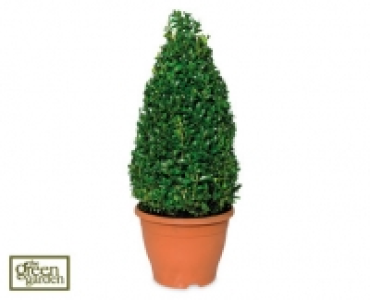 Buxus Pyramid Tree