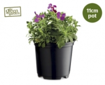 Aubrieta